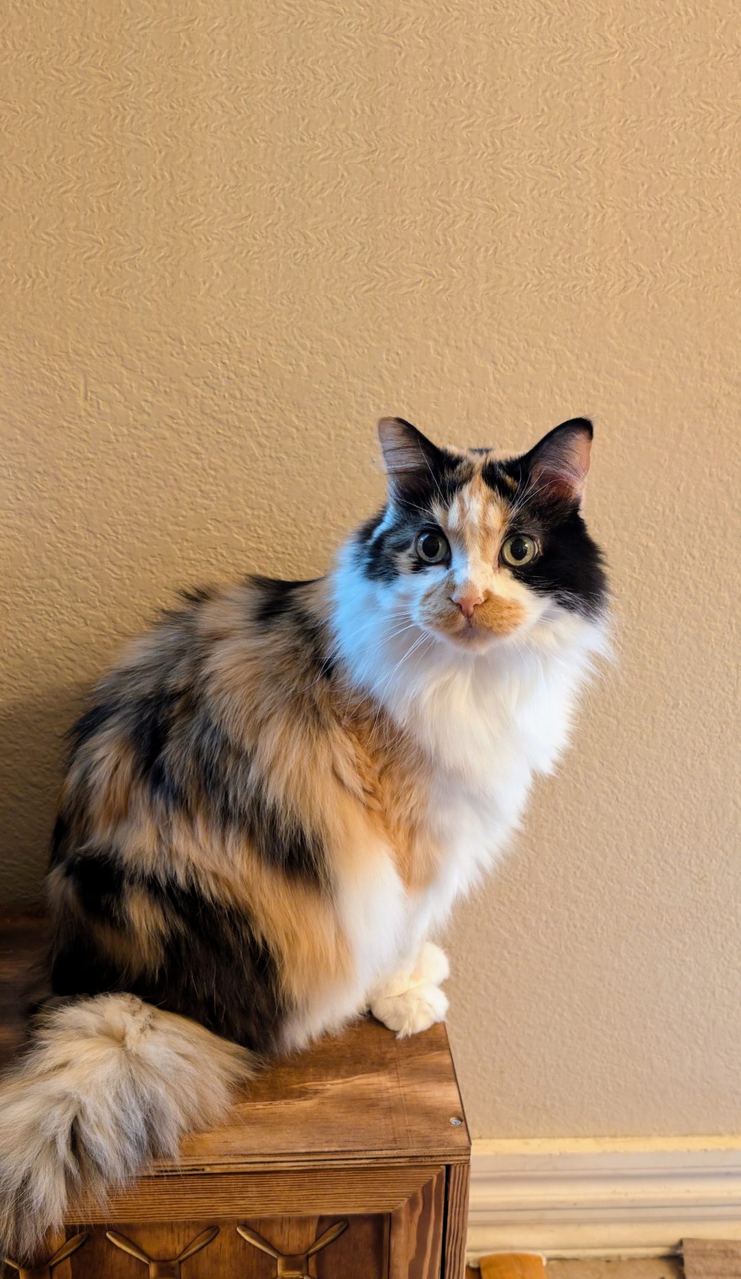 Dr Hashbrowns is a long-haired calico with a white chest and green eyes. She sits upright on a wooden box and looks straight at the camera. Her tail hangs over the edge.