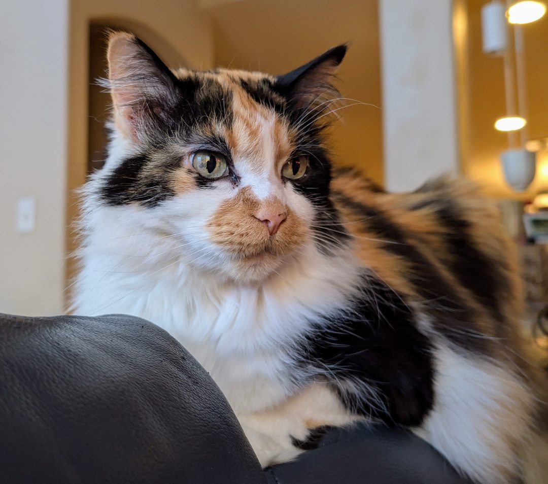 Dr Hashbrowns peers over the back of a dark leather couch with a skeptical expression.