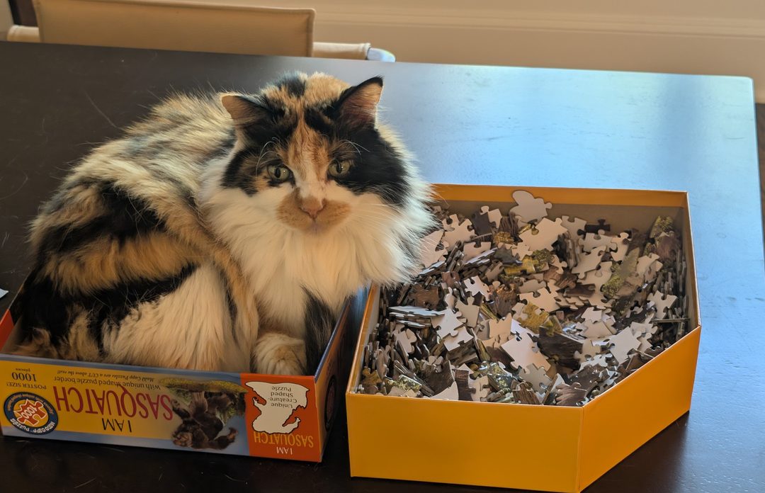 Dr Hashbrowns sits inside the bottom half of a jigsaw puzzle box on a dark table. The puzzle pieces sit in the lid beside her.