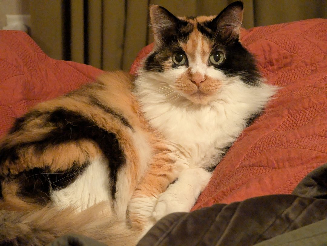 Dr Hashbrowns lies on a coral quilted bedspread with her front paws tucked forward. She is looking at the camera.