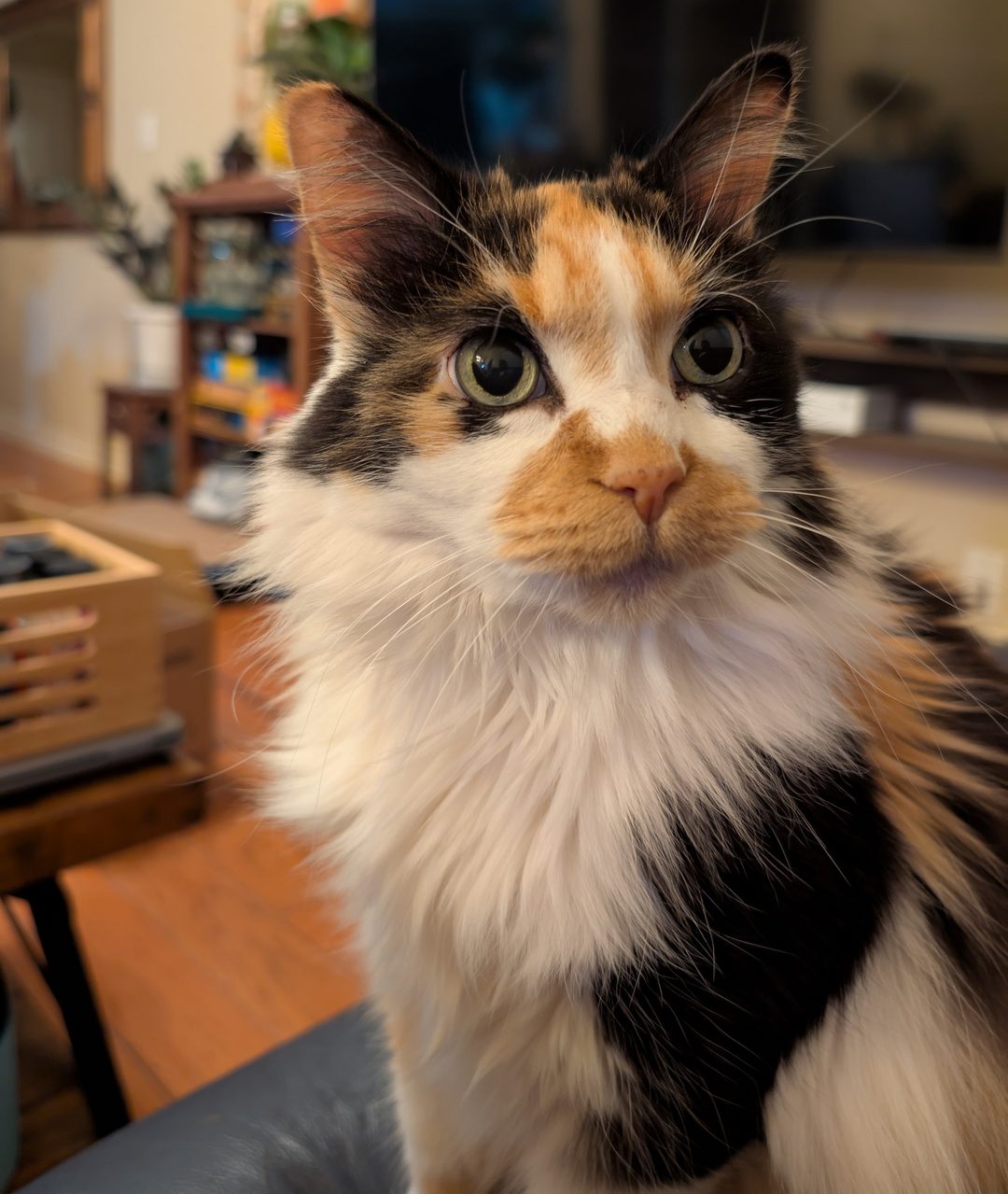 Dr Hashbrowns sits upright in a living room and stares straight into the camera. Her green eyes are wide. A ginger patch sits on her white muzzle.