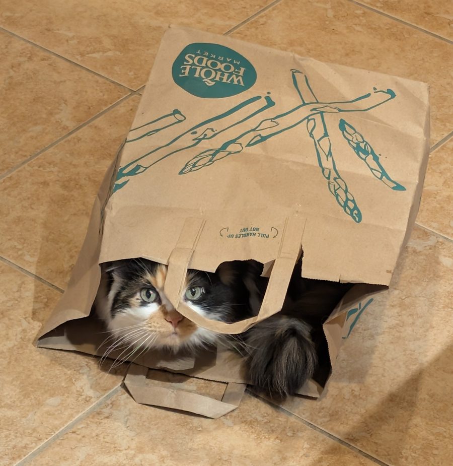 Dr Hashbrowns peeks out from inside a paper grocery bag lying on its side on a tiled floor. Only her face and one paw are visible.