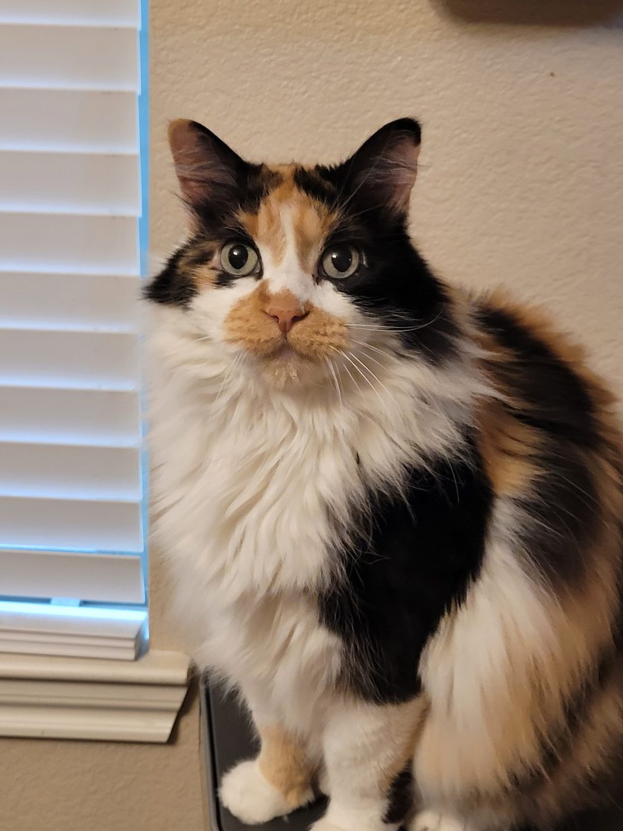 Dr Hashbrowns sits upright on a stainless steel bin beside white window blinds and looks straight into the camera with wide green eyes.