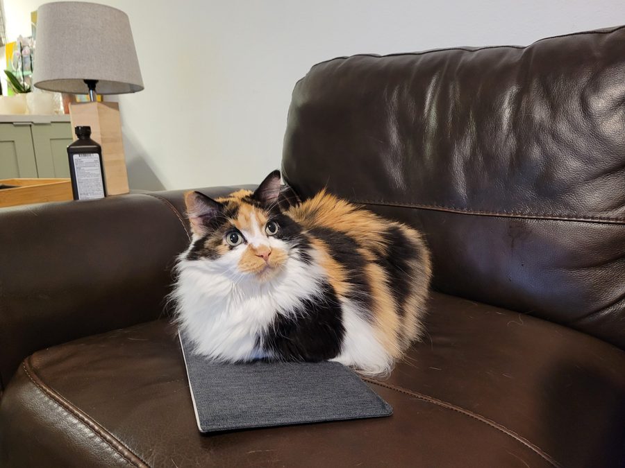 Dr Hashbrowns lies tucked into a loaf shape on a grey pad on a brown leather couch. A lamp stands behind her.