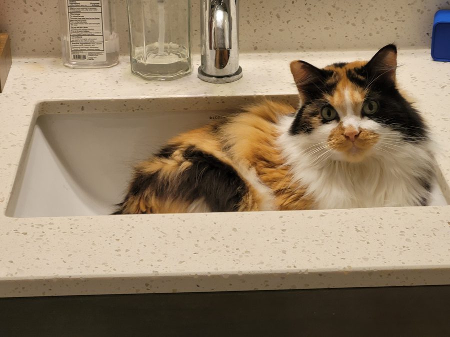 Dr Hashbrowns lies inside a white bathroom sink set in a speckled counter and looks up at the camera.