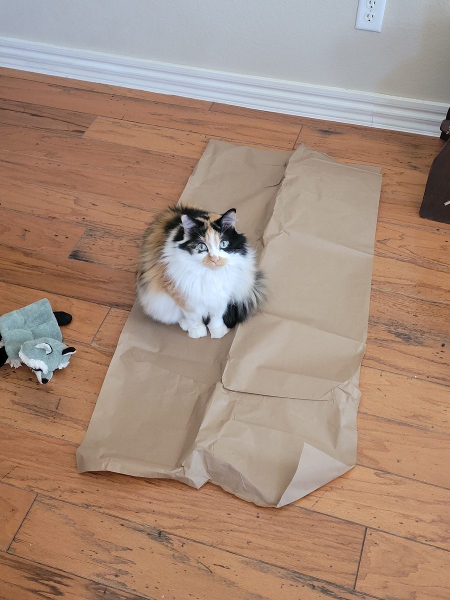 Seen from above, Dr Hashbrowns sits on a long sheet of brown paper on a wooden floor. A stuffed raccoon toy lies beside the paper.