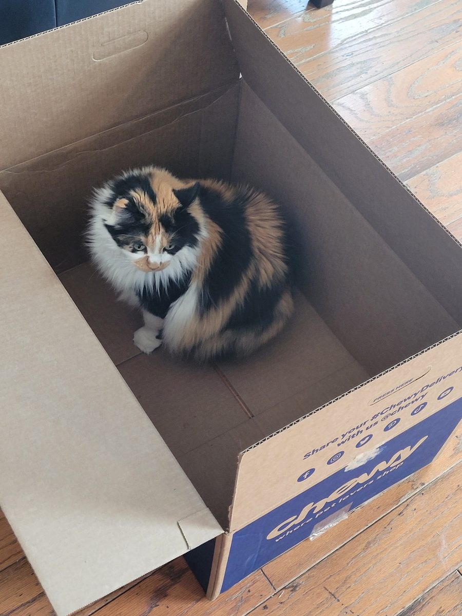 Seen from above, Dr Hashbrowns sits in the bottom of a large open cardboard box.