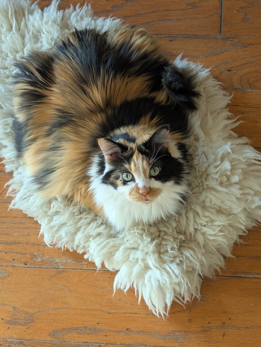Seen from directly above, Dr Hashbrowns lies on a white sheepskin rug and looks up with green eyes.