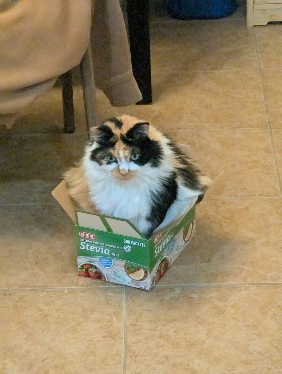 Dr Hashbrowns sits wedged into a small green sweetener box on a tiled floor. Most of her does not fit.