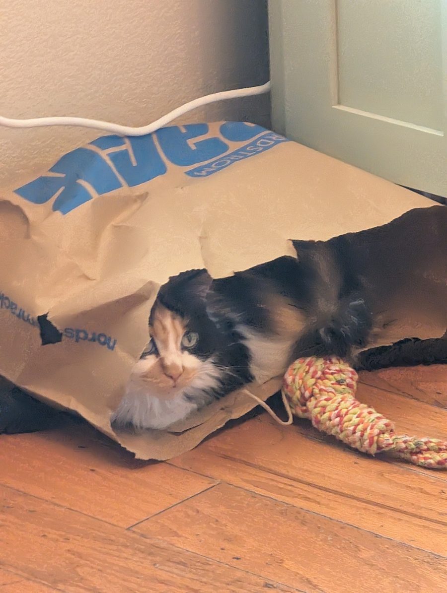 Dr Hashbrowns peers out from inside a large paper shopping bag lying on its side on a wooden floor.