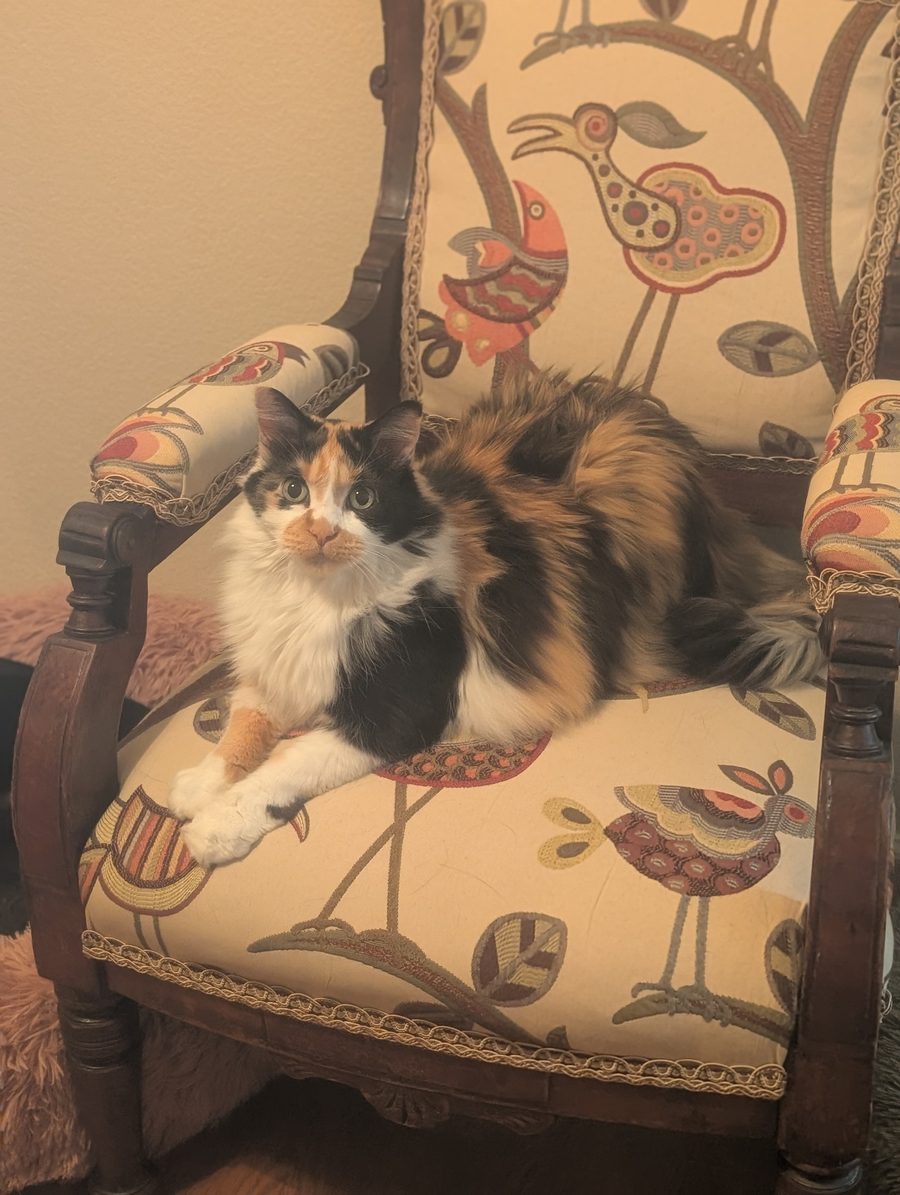 Dr Hashbrowns lies on an antique armchair upholstered in fabric printed with large stylized birds.