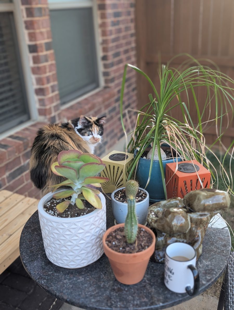 Outdoors on a patio, Dr Hashbrowns sits behind a small round table crowded with potted succulents and a mug.