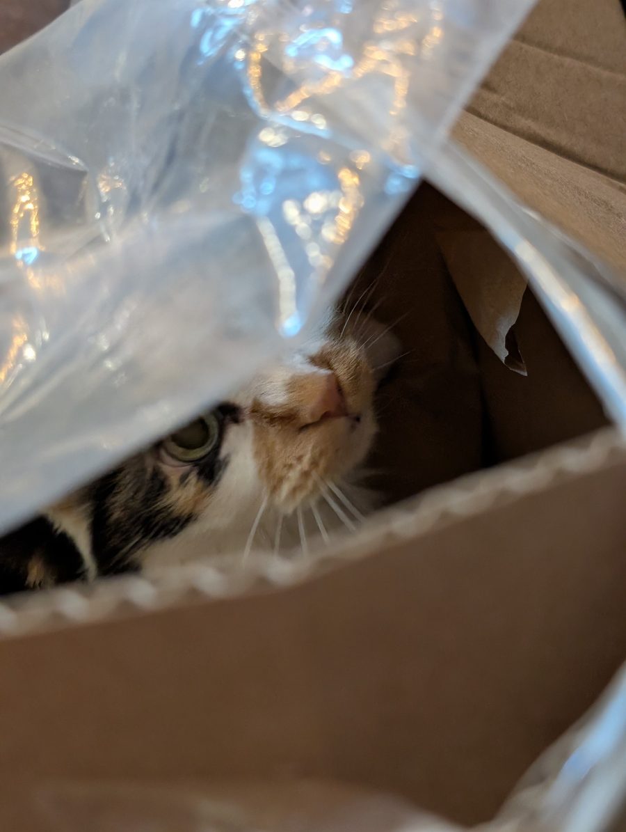 Dr Hashbrowns peeks out from inside a cardboard box under a sheet of clear plastic. Only one eye and her nose are visible.