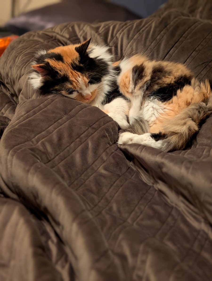 Dr Hashbrowns sleeps curled up on a brown quilted duvet in soft morning light.