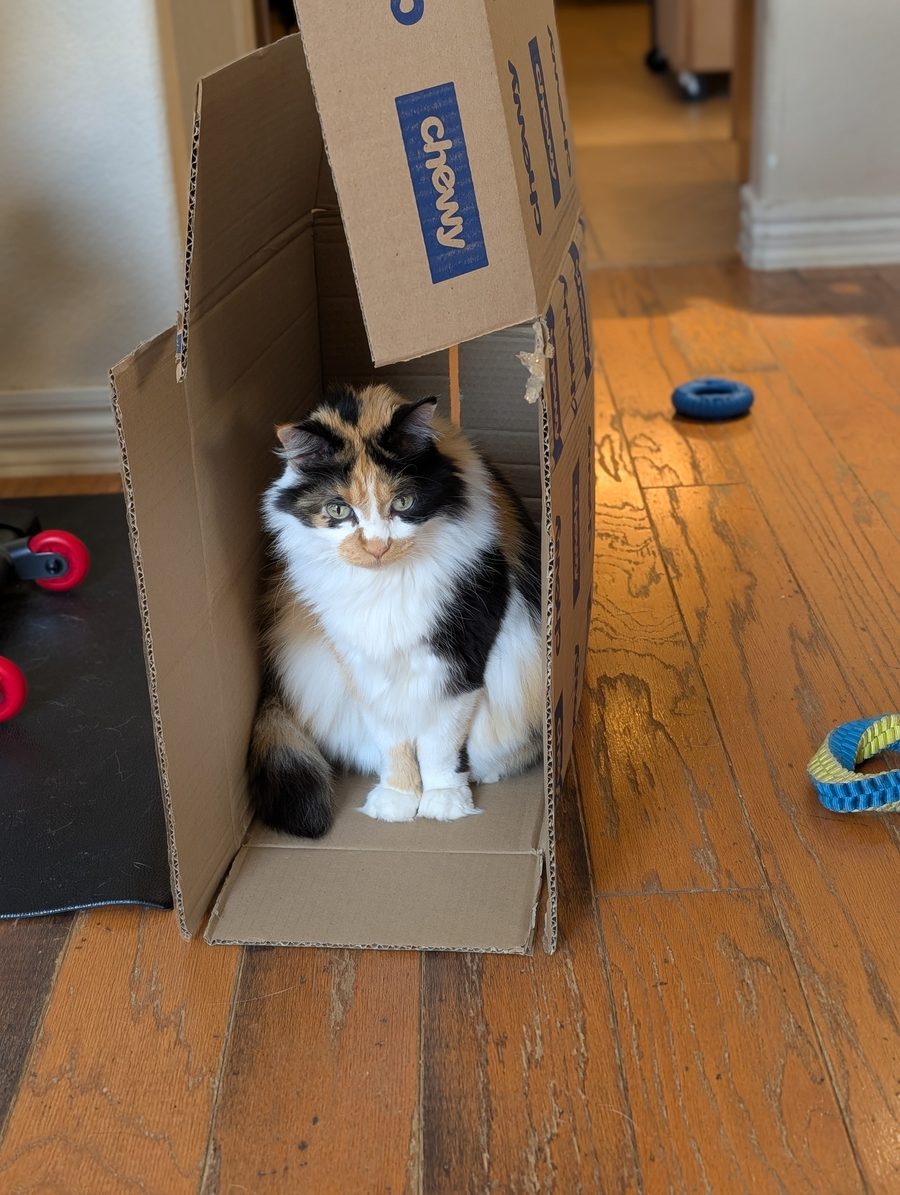Dr Hashbrowns sits inside a tall cardboard box stood on its end on a wooden floor and looks at the camera.