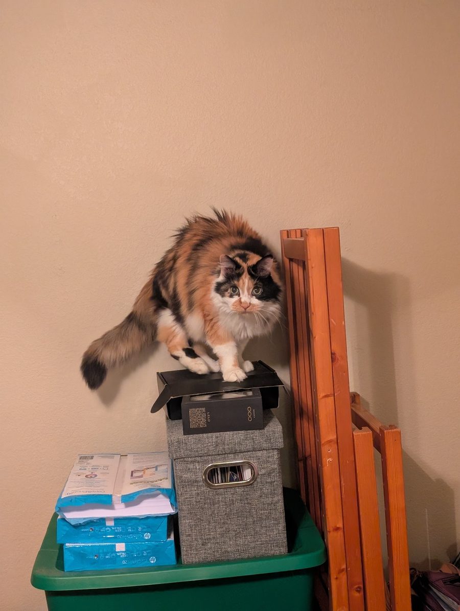 Dr Hashbrowns stands on top of a stack of storage boxes against a peach wall with her tail held out behind her.
