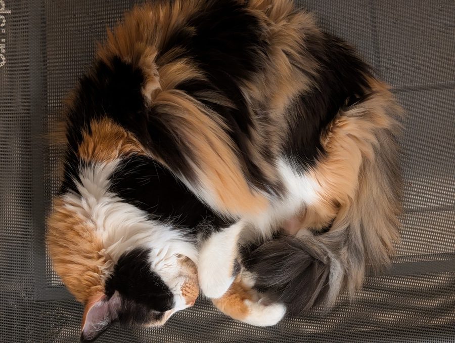 Seen from above, Dr Hashbrowns sleeps tightly coiled with her tail wrapped around her face.