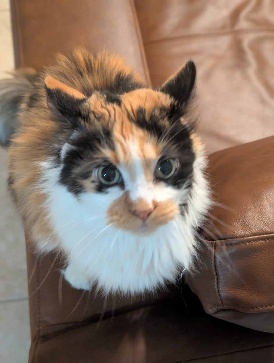 A close-up of Dr Hashbrowns on a leather couch arm. She looks up with wide green eyes.