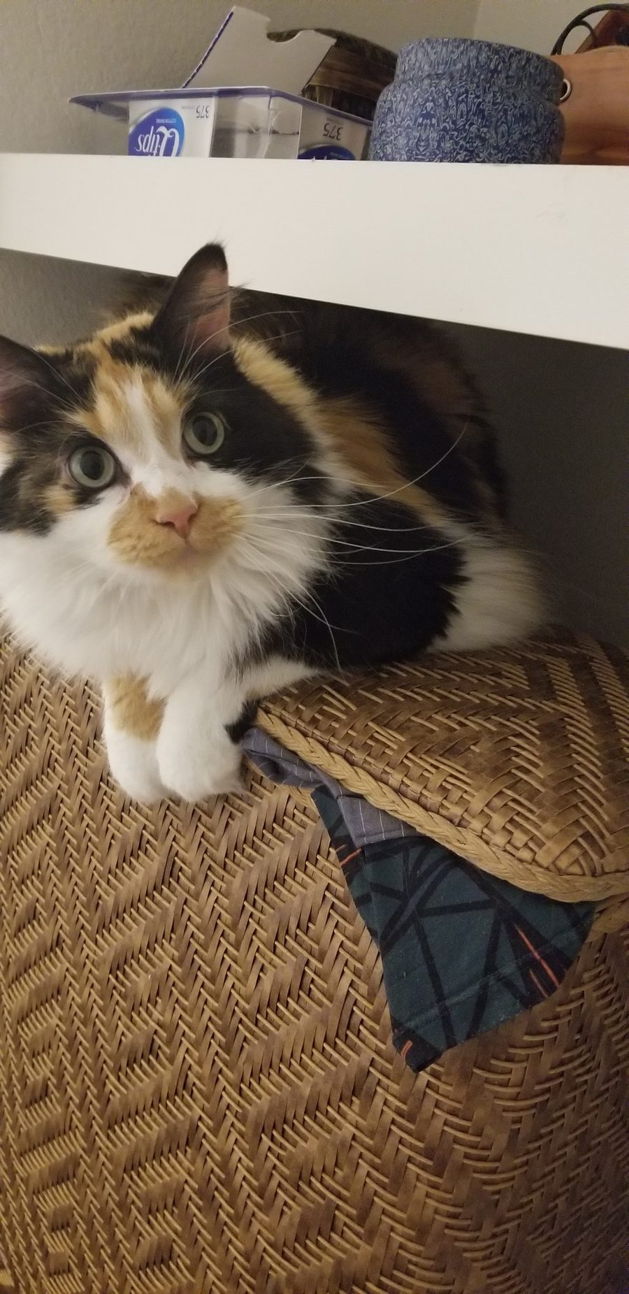 Dr Hashbrowns sits upright on top of a woven basket and looks at the camera.