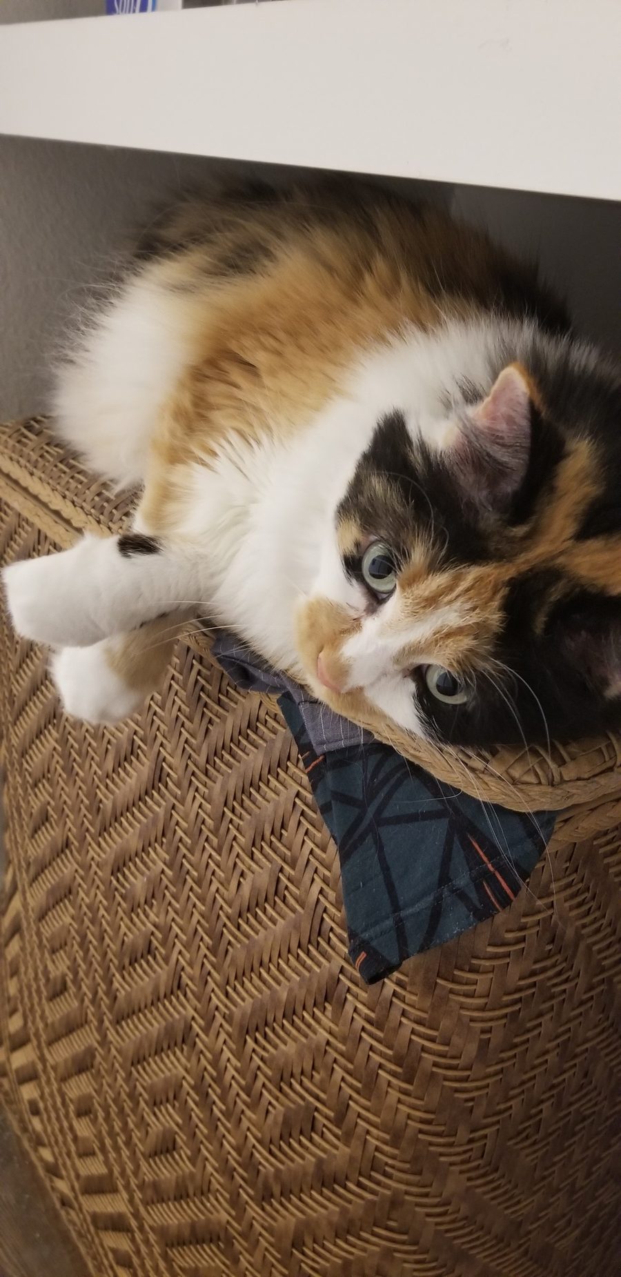 The same basket moments later. Dr Hashbrowns now lies on her side across the top with her head tipped upside down. She is still looking at the camera.