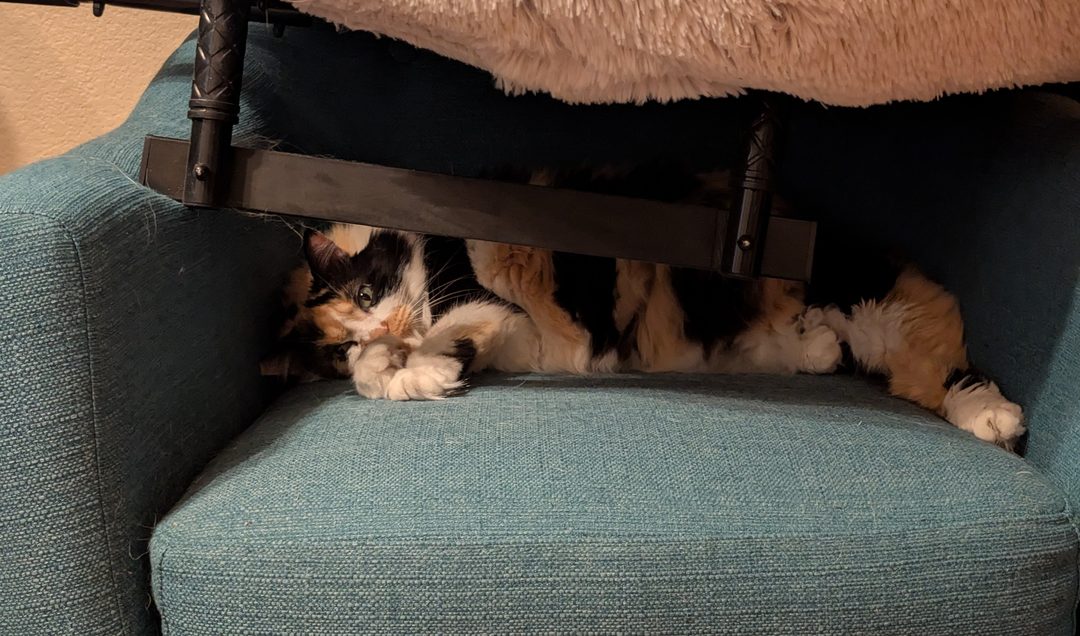 Dr Hashbrowns lies stretched out on a teal armchair. She is tucked underneath a raised pet bed and peers out from the gap.