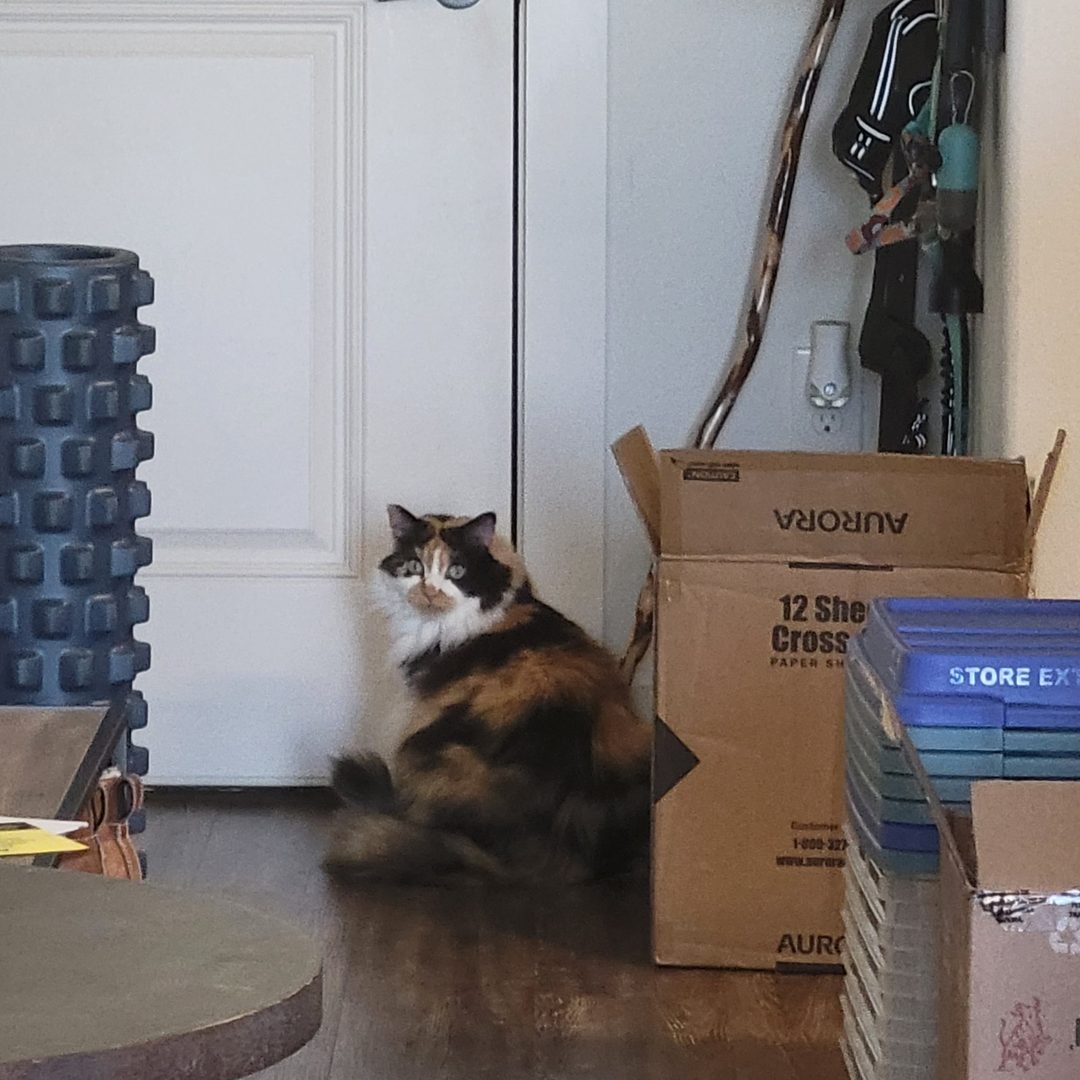 Dr Hashbrowns sits on the floor in front of a closed white front door and looks back over her shoulder at the camera. Cardboard boxes stand beside her.