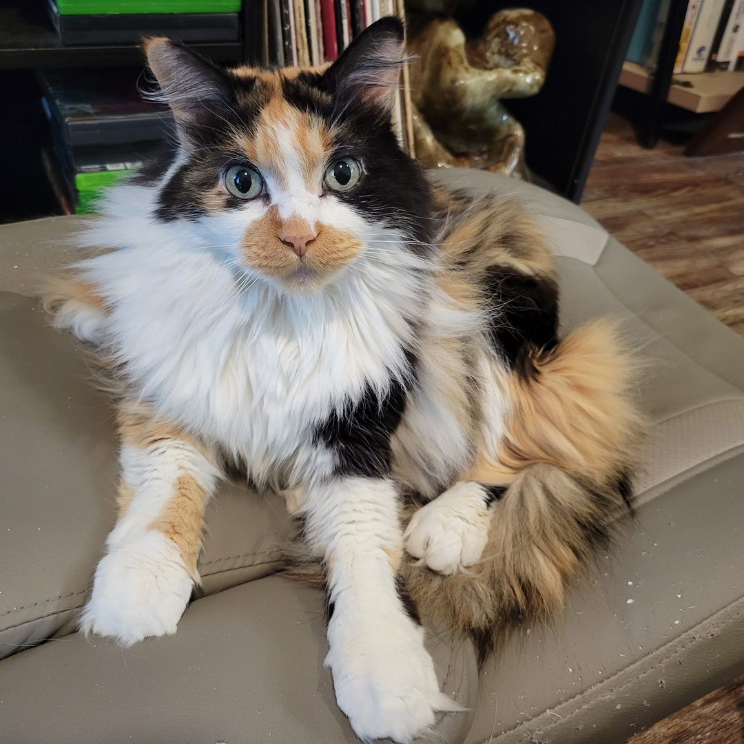 Dr Hashbrowns lies on a grey ottoman with both white front paws stretched toward the camera. She looks straight into the lens. Bookshelves stand behind her.
