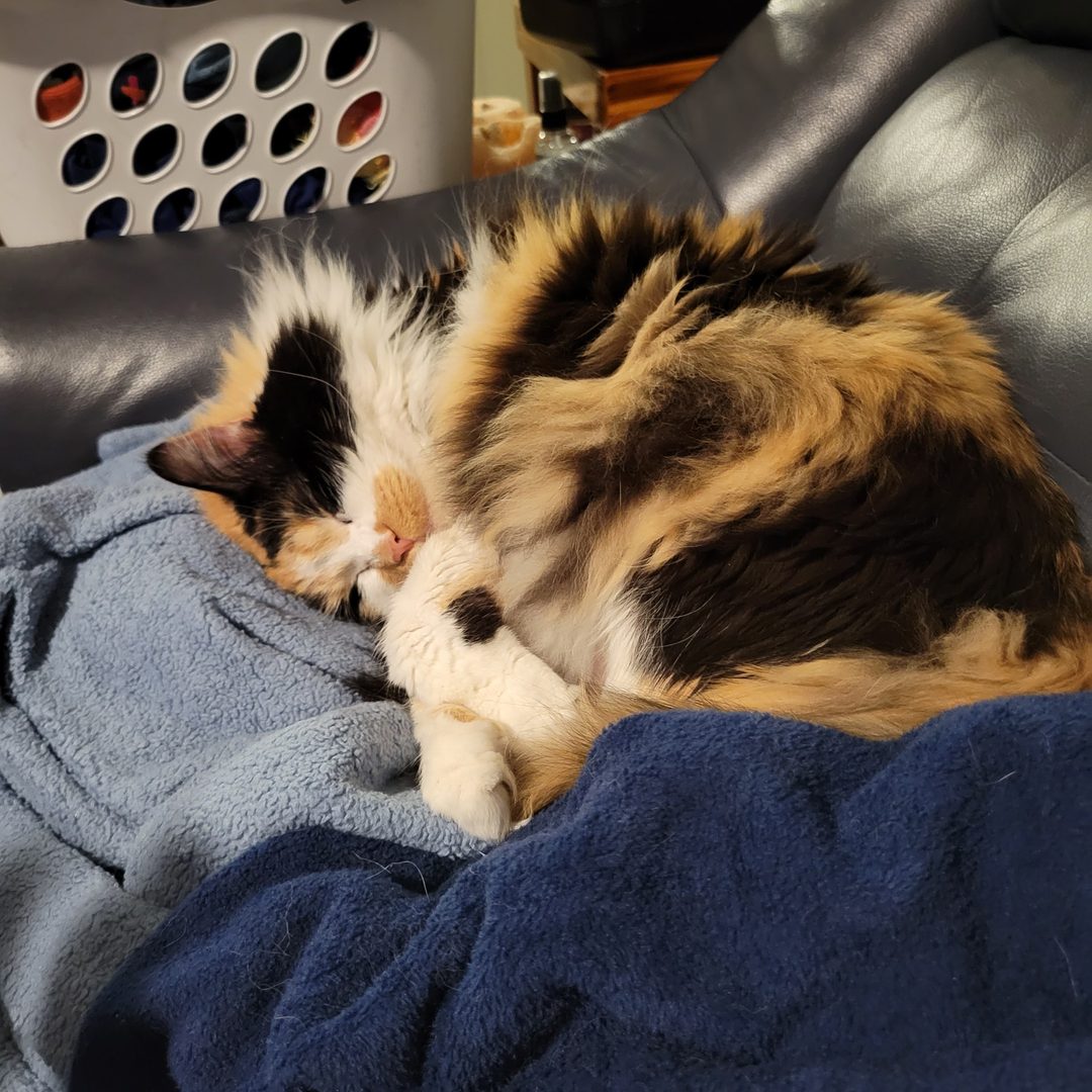 Dr Hashbrowns asleep and curled tightly on blue blankets on a leather couch.