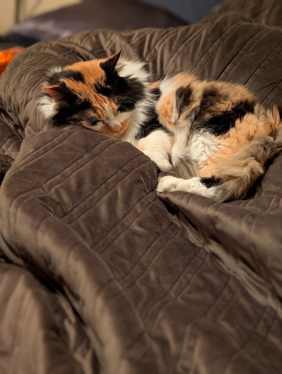 Dr Hashbrowns curled up and dozing on a rumpled brown quilted bedspread.