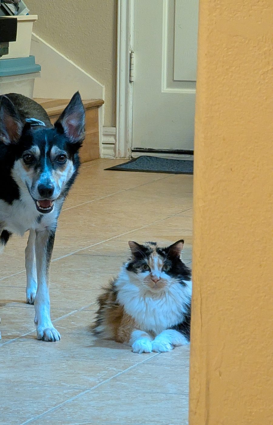 Yuki the black and white border collie peeks into a hallway with her mouth open in a grin. Dr Hashbrowns lies calmly on the tile floor beside her.